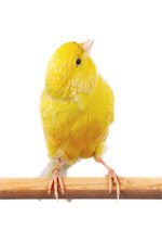 maltese canary